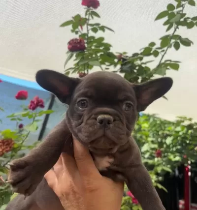 Tr De Tek Çikolata Renk French Bulldog Erkek