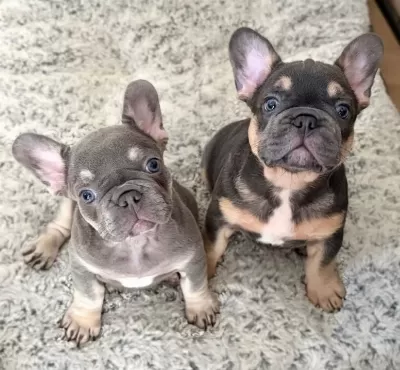 Özel Renklerde French Bulldog Yavrularım