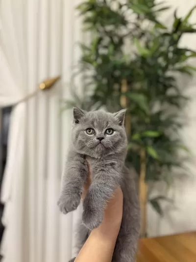 British Shorthair Dinya Güzeli Yavrularim