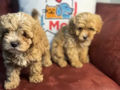 Show Kalite Maltipoo Yavrularımız