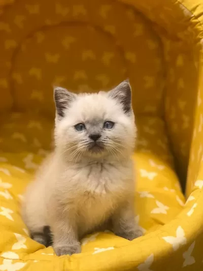British Shorthair Blue Point Yavrularim