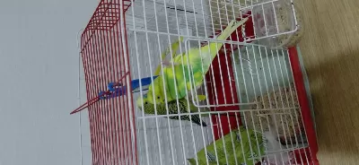 Sağlıklı Eşli Muhabbet Kuşu