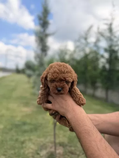 Harika Toy Poodle 2 Aylık