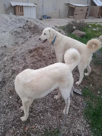 Bir Çift Akbaş Orijinal