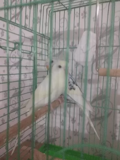 40 Günlük Erkek Dişi Muhabbet Kuşlar