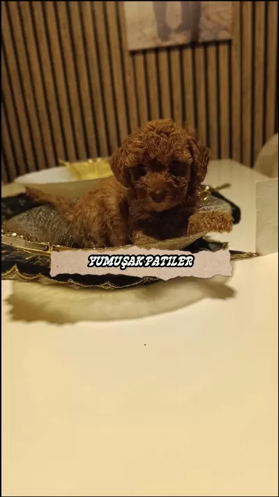 Sevimli İrk Toy Poodle