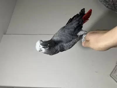 Üst Düzey Evcil Jako Papağanı