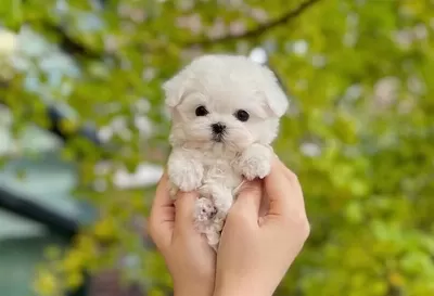 Numara Bichon Fri̇se Yavrular
