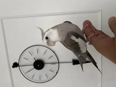 Konuşan Full Evcil Eğitimli Sultan Papağanı