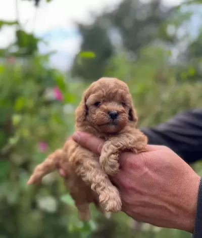Safkan Ork Garantili Toy Poodle Yavrulari