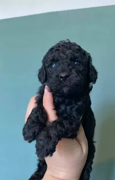Siyah Ve Apricot Poodle Bebekler