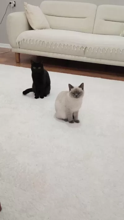 1 Tane British Shorthair 1 Tane British Longhair