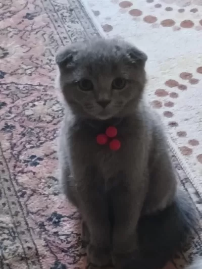 Tuvalet Eğitimli Güzel Bir Oyuncu Yavru Kedimiz