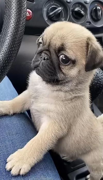 Harika Pug Safkanlar