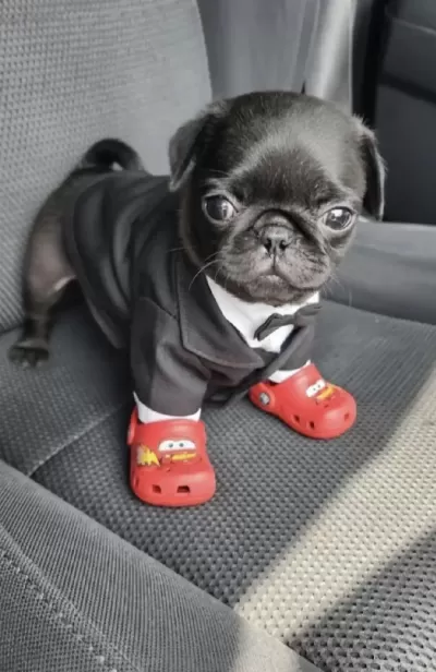 Pug Safkan Köpeğimiz