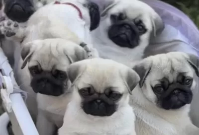 Sağlıklı Pug Safkan