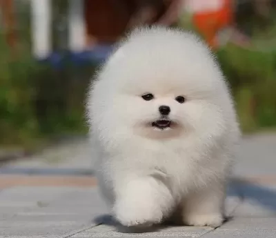 Elit Kan Hattı Pomeranian Boo