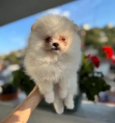 2 Aylık Krem Parti Pomeranian Boo