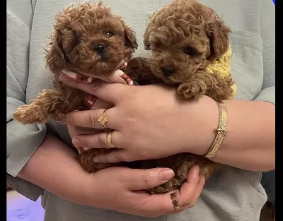 Toy Poodle Köpekleri