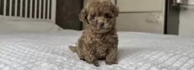 Harika Toy Poodle Köpeği