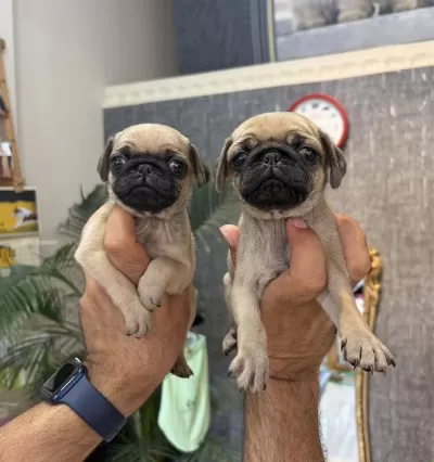 Dişi Pug Mops Minikler