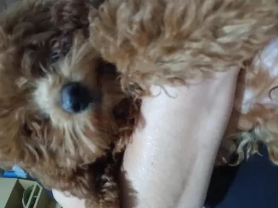 Bazi Nedenlerden Dolayi Köpeğimi Vermek Zorundayim