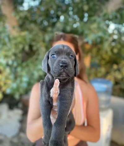 Blue Si̇yah Irk Ve Sağlik Garanti̇li̇ Cane Corso Yavrularim