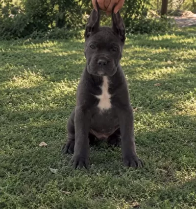 Etkileyici Güzellikte I Ri Cüsseli Cane Corso Yavrular