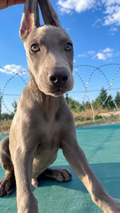 Avrupadan Özel Gelen Melanistic Dobermanlar