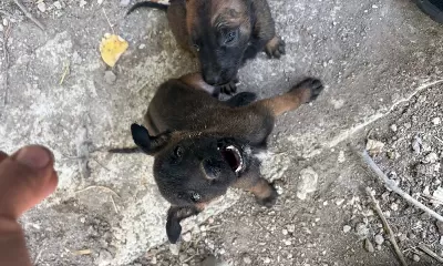 55 Günlük Safkan Siyah Maskeli Dark Malinois Belçika Kurduu