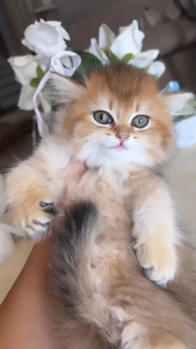 British Longhair Golden Ny12 Mükemmel Prenses