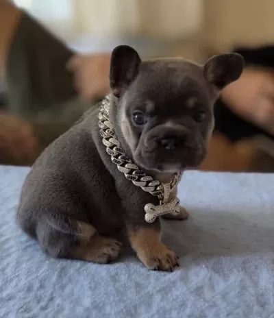 İsabella Ve Fluffy Taşiyici Favori Renklerde Bebek Köpekler
