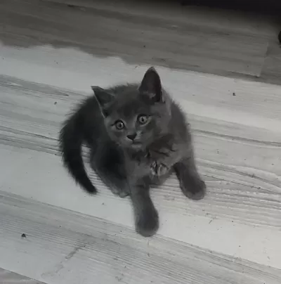 Bulue Yavrumuz Yeni Yuvasını Arıyor