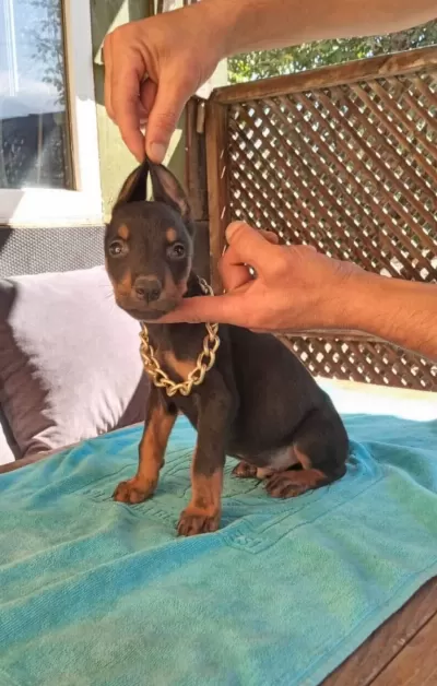 Irk Ve Sağlık Garantili Doberman Yavrularımız