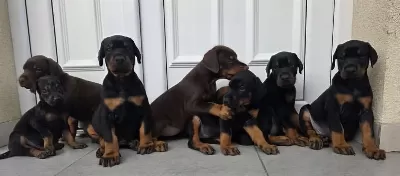 Von Sahane Legacy Dobermanlar Incelemeden Geçmeyiniz