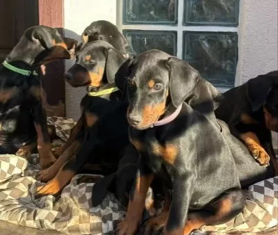 Doberan Yavrularim