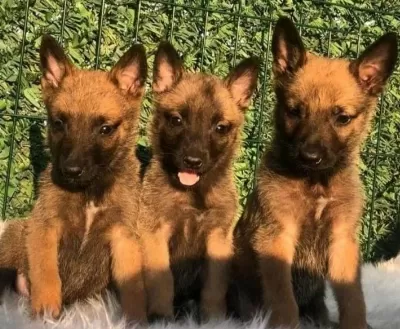 Belçika Kurdu Malinois Bebekler