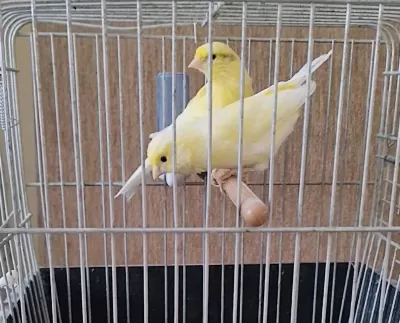 Kaliteli Kan Hattina Sahip Harz Roller Sari Çift Kanarya