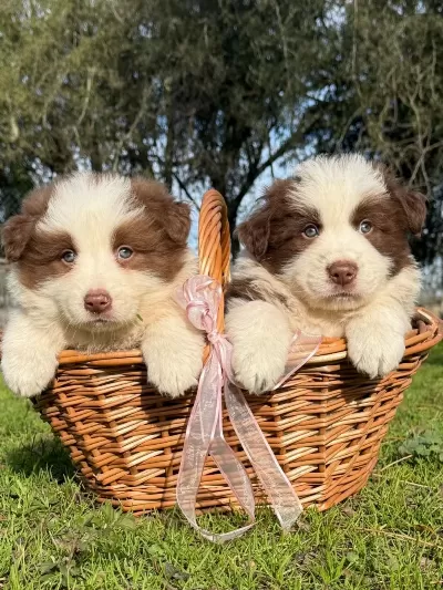 Özel Border Collie Yavrulari