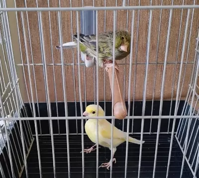 Harz Roller Eş Ötüm Kanaryalari (safkan)