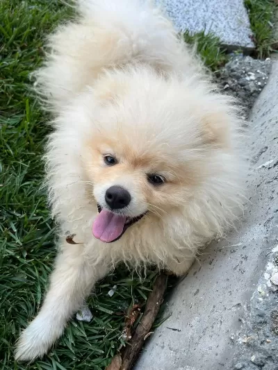 Meraklısına Pomeranian Boo