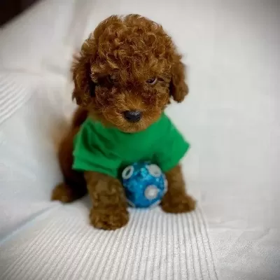 Harika Toy Poodle Bebek