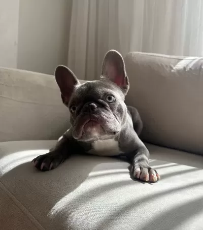 Blue Fransız Bulldog