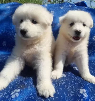 Samoyed Yavrularım Sağlık Ve Irk Garantilidir