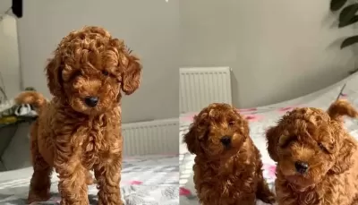 Aşili Toypoodle Yavrularimiz