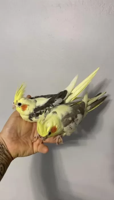 Çok Güzel Bebek Sultan Papağanlar