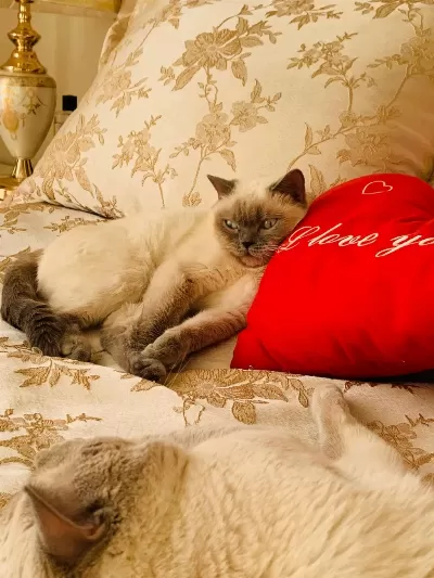 Safkan British Blue Point Dişi Erkek 2 Kedi