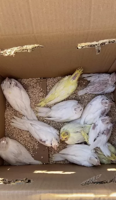 Hepsi Birbirinden Güzel Sultan Papağanlar