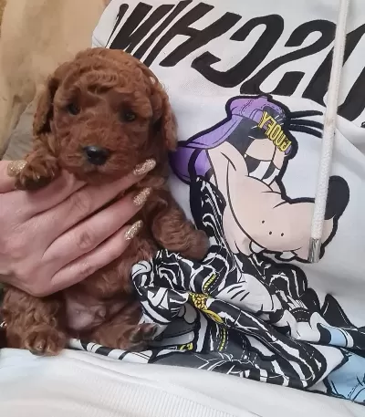 Toy Poodle Yavru Veteriner Kontrollü