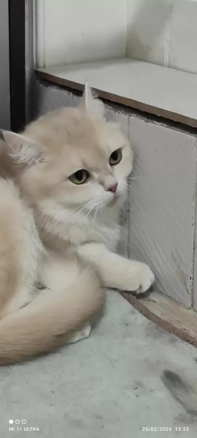 British Shorthair Cy12